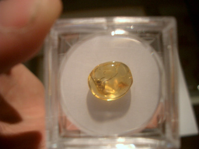 Insect fossil amber inclusion in magnifier box
