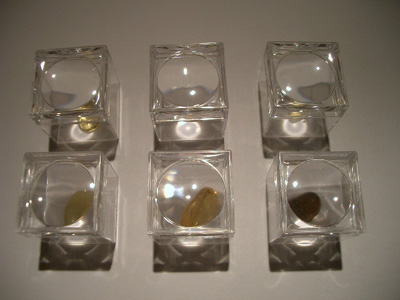Amber insect inslusions in magnifier box - inclusion magnifier boxes - wholesale