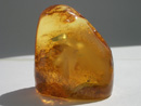 Baltic amber gem stone - natrual gem stone - polished Baltic amber gem - buy - order - purchase